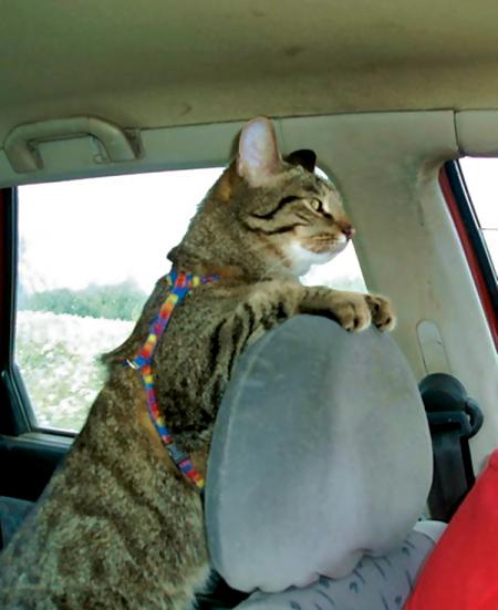 Любовь кота к автомобильным путешествиям стала причиной 13-летней разлуки с его хозяевами
