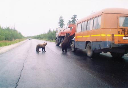 К сожалению, животные не могут адекватно оценить опасность, исходящую от дороги, поэтому часто оказываются под колесами автомобилей