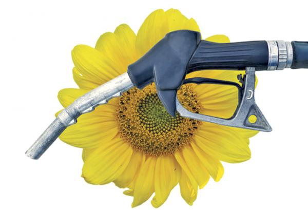Украинцы будут заправлять автомобили биотопливом
