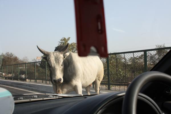 Правила вождения в Индии: водители игнорируют светофоры, остановить их сможет только корова